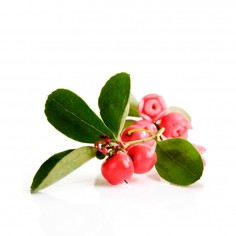 ÓLEO ESSENCIAL DE GUALTÉRIA 2