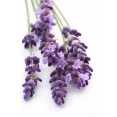 ÓLEO ESSENCIAL DE LAVANDA 2