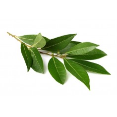 ÓLEO ESSENCIAL DE LOURO 2