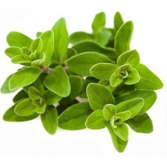 ÓLEO ESSENCIAL DE MANJERONA 2