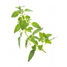 ÓLEO ESSENCIAL DE ORÉGÃO 2