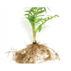 ÓLEO ESSENCIAL DE VALERIANA 2