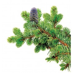 ÓLEO ESSENCIAL DE PINHO... 2