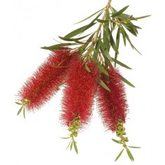 ÓLEO ESSENCIAL DE NIAULI 2