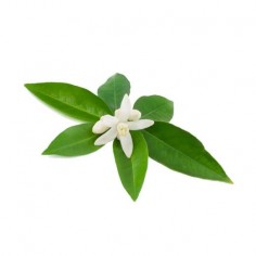 ÓLEO ESSENCIAL DE PETITGRAIN 2