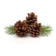 ÓLEO ESSENCIAL DE PINHO... 2