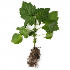 ÓLEO ESSENCIAL DE PATCHOULI 2