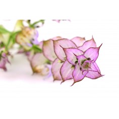 ÓLEO ESSENCIAL DE SÁLVIA... 2