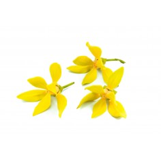 ÓLEO ESSENCIAL DE YLANG YLANG 2