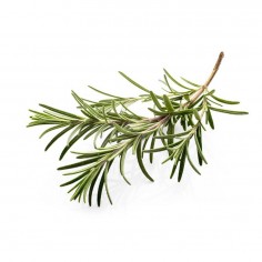 ÓLEO ESSENCIAL DE ALECRIM... 2