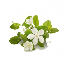 ÓLEO ESSENCIAL DE AZAHAR... 2