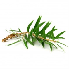 ÓLEO ESSENCIAL DE CAJEPUT 2