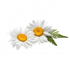 ÓLEO ESSENCIAL DE CAMOMILA... 2