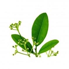 ÓLEO ESSENCIAL DE CÂNFORA 2