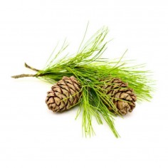 ÓLEO ESSENCIAL DE CEDRO 2