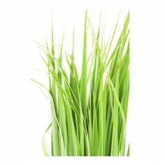 ÓLEO ESSENCIAL DE CITRONELA 2